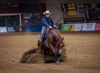 American Quarter Horse, Castrone, 12 Anni, 152 cm, Baio