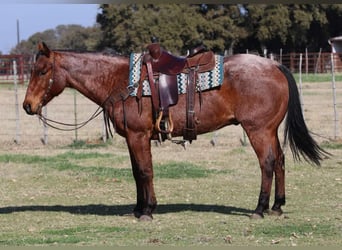 American Quarter Horse, Castrone, 12 Anni, 152 cm, Baio roano