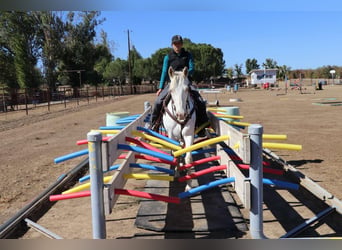 American Quarter Horse, Castrone, 12 Anni, 152 cm, Cremello