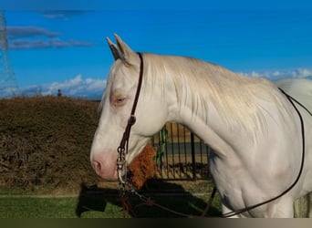 American Quarter Horse, Castrone, 12 Anni, 152 cm, Cremello