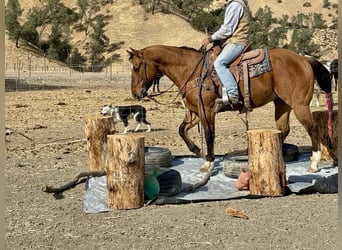 American Quarter Horse, Castrone, 12 Anni, 152 cm, Falbo