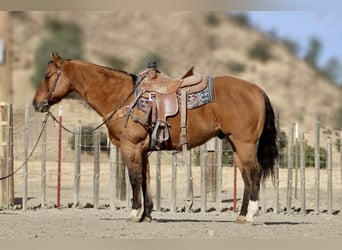 American Quarter Horse, Castrone, 12 Anni, 152 cm, Falbo