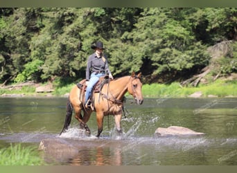 American Quarter Horse, Castrone, 12 Anni, 152 cm, Falbo