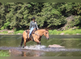 American Quarter Horse, Castrone, 12 Anni, 152 cm, Falbo