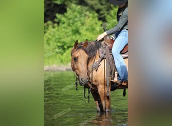 American Quarter Horse, Castrone, 12 Anni, 152 cm, Falbo