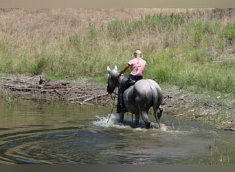 American Quarter Horse, Castrone, 12 Anni, 152 cm, Grigio