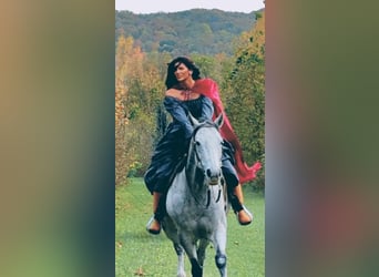 American Quarter Horse, Castrone, 12 Anni, 152 cm, Grigio pezzato