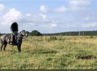 American Quarter Horse, Castrone, 12 Anni, 152 cm, Grigio pezzato