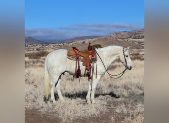 American Quarter Horse, Castrone, 12 Anni, 152 cm, Grigio