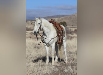 American Quarter Horse, Castrone, 12 Anni, 152 cm, Grigio