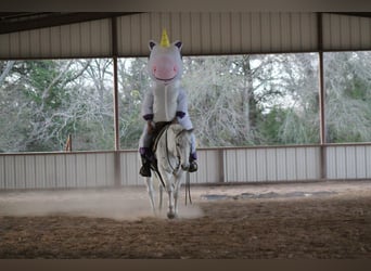 American Quarter Horse, Castrone, 12 Anni, 152 cm, Grigio