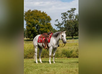 American Quarter Horse, Castrone, 12 Anni, 152 cm, Grigio