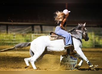 American Quarter Horse, Castrone, 12 Anni, 152 cm, Grigio