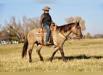 American Quarter Horse, Castrone, 12 Anni, 152 cm, Grullo
