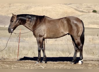 American Quarter Horse, Castrone, 12 Anni, 152 cm, Grullo