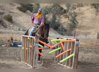 American Quarter Horse, Castrone, 12 Anni, 152 cm, Grullo