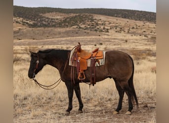 American Quarter Horse, Castrone, 12 Anni, 152 cm, Grullo