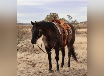 American Quarter Horse, Castrone, 12 Anni, 152 cm, Grullo