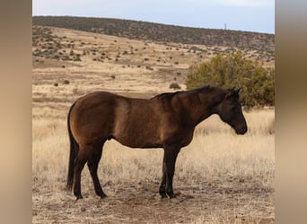 American Quarter Horse, Castrone, 12 Anni, 152 cm, Grullo