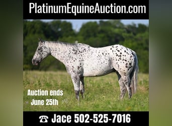 American Quarter Horse, Castrone, 12 Anni, 152 cm, Leopard