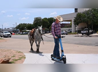 American Quarter Horse, Castrone, 12 Anni, 152 cm, Leopard