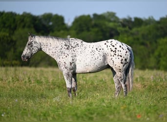 American Quarter Horse, Castrone, 12 Anni, 152 cm, Leopard