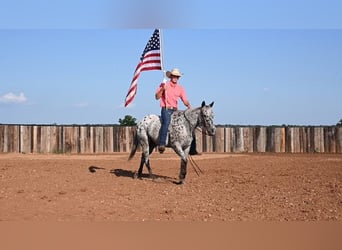 American Quarter Horse, Castrone, 12 Anni, 152 cm, Leopard