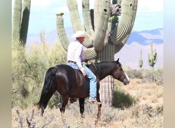 American Quarter Horse, Castrone, 12 Anni, 152 cm, Morello