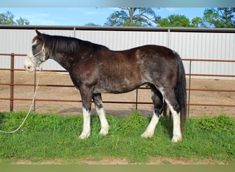 American Quarter Horse, Castrone, 12 Anni, 152 cm, Morello