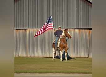 American Quarter Horse, Castrone, 12 Anni, 152 cm, Overo-tutti i colori