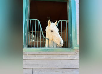 American Quarter Horse, Castrone, 12 Anni, 152 cm, Palomino