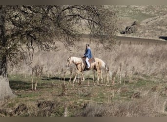 American Quarter Horse, Castrone, 12 Anni, 152 cm, Palomino