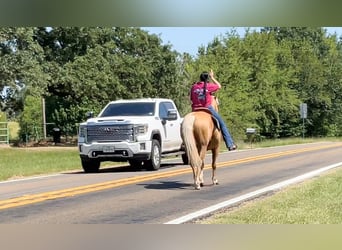 American Quarter Horse, Castrone, 12 Anni, 152 cm, Palomino