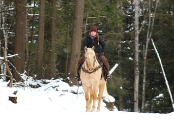 American Quarter Horse, Castrone, 12 Anni, 152 cm, Palomino