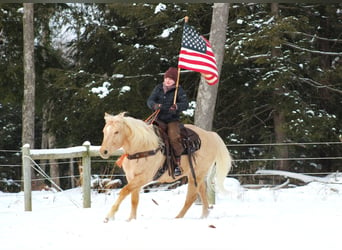 American Quarter Horse, Castrone, 12 Anni, 152 cm, Palomino