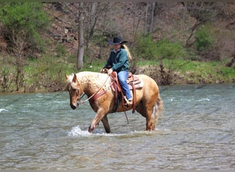 American Quarter Horse, Castrone, 12 Anni, 152 cm, Palomino