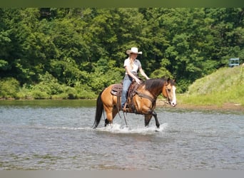 American Quarter Horse, Castrone, 12 Anni, 152 cm, Pelle di daino