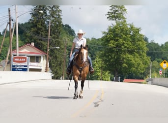 American Quarter Horse, Castrone, 12 Anni, 152 cm, Pelle di daino