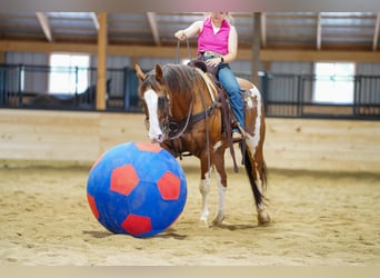 American Quarter Horse, Castrone, 12 Anni, 152 cm, Pelle di daino