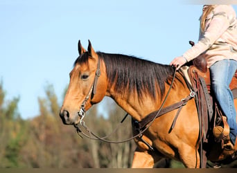 American Quarter Horse, Castrone, 12 Anni, 152 cm, Pelle di daino