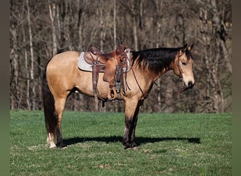 American Quarter Horse, Castrone, 12 Anni, 152 cm, Pelle di daino