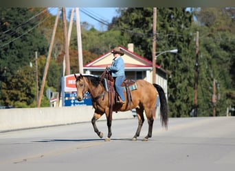 American Quarter Horse, Castrone, 12 Anni, 152 cm, Pelle di daino
