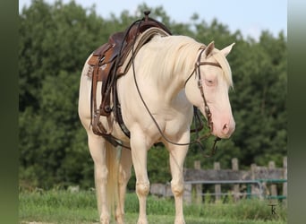 American Quarter Horse, Castrone, 12 Anni, 152 cm, Perlino