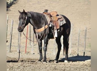 American Quarter Horse, Castrone, 12 Anni, 152 cm, Roano blu