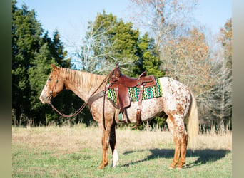 American Quarter Horse, Castrone, 12 Anni, 152 cm, Roano rosso