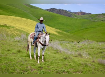 American Quarter Horse, Castrone, 12 Anni, 152 cm, Roano rosso