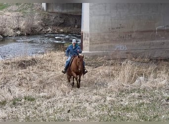 American Quarter Horse, Castrone, 12 Anni, 152 cm, Sauro ciliegia
