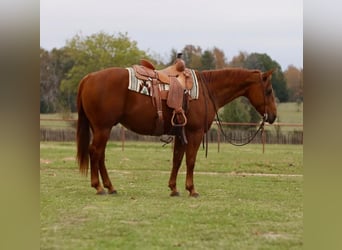 American Quarter Horse, Castrone, 12 Anni, 152 cm, Sauro ciliegia