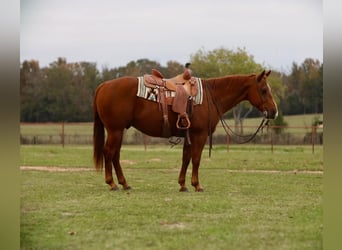 American Quarter Horse, Castrone, 12 Anni, 152 cm, Sauro ciliegia