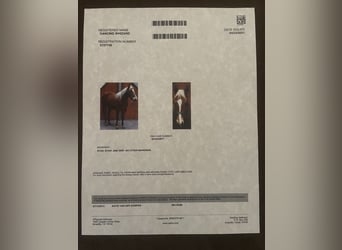 American Quarter Horse, Castrone, 12 Anni, 152 cm, Sauro